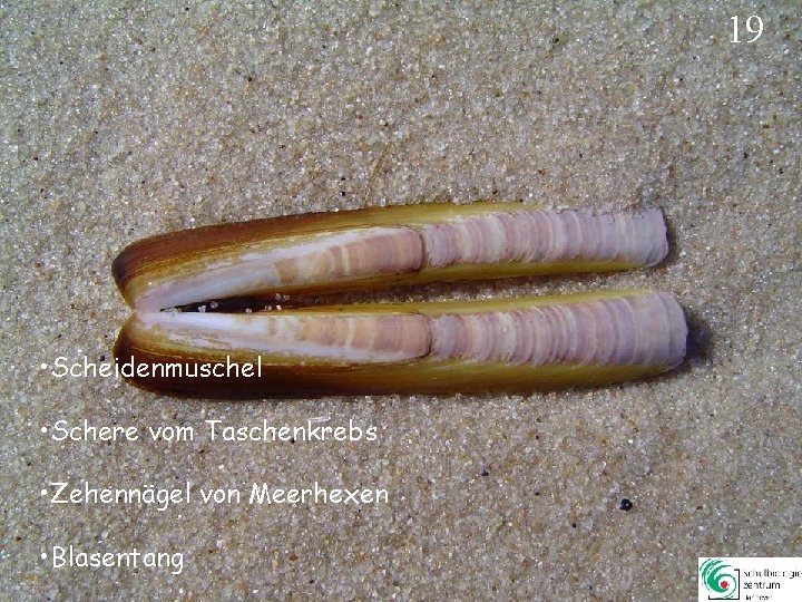 19 • Scheidenmuschel • Schere vom Taschenkrebs • Zehennägel von Meerhexen • Blasentang 19 19 • Scheidenmuschel • Schere vom Taschenkrebs • Zehennägel von Meerhexen • Blasentang 19