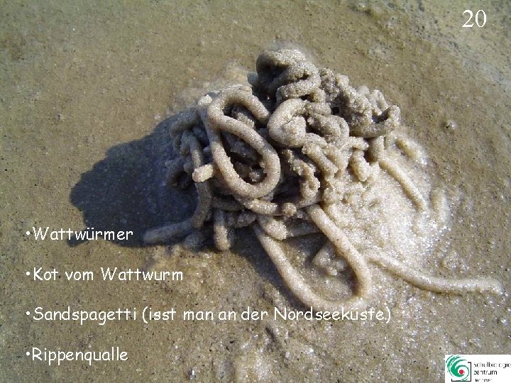 20 • Wattwürmer • Kot vom Wattwurm • Sandspagetti (isst man an der Nordseeküste) 20 • Wattwürmer • Kot vom Wattwurm • Sandspagetti (isst man an der Nordseeküste)