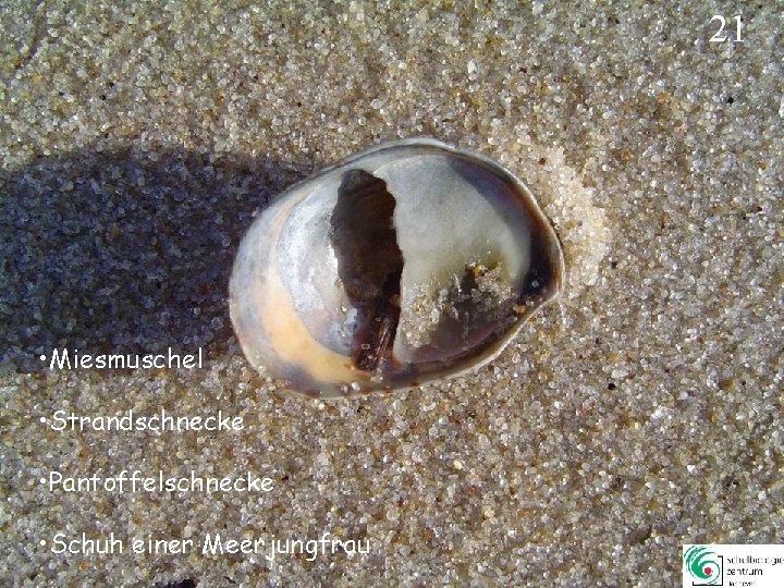 21 • Miesmuschel • Strandschnecke • Pantoffelschnecke • Schuh einer Meerjungfrau 21 21 • Miesmuschel • Strandschnecke • Pantoffelschnecke • Schuh einer Meerjungfrau 21