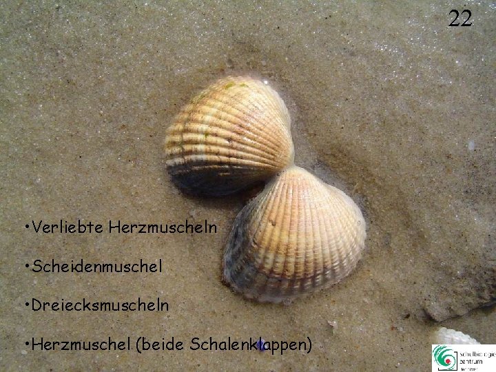 22 • Verliebte Herzmuscheln • Scheidenmuschel • Dreiecksmuscheln • Herzmuschel (beide Schalenklappen) 22 22 • Verliebte Herzmuscheln • Scheidenmuschel • Dreiecksmuscheln • Herzmuschel (beide Schalenklappen) 22
