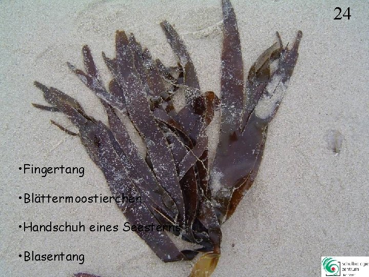 24 • Fingertang • Blättermoostierchen • Handschuh eines Seesterns • Blasentang 24 24 • Fingertang • Blättermoostierchen • Handschuh eines Seesterns • Blasentang 24