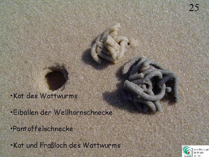 25 • Kot des Wattwurms • Eiballen der Wellhornschnecke • Pantoffelschnecke • Kot und 25 • Kot des Wattwurms • Eiballen der Wellhornschnecke • Pantoffelschnecke • Kot und