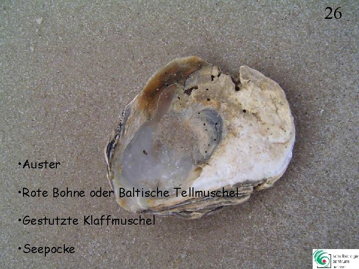26 • Auster • Rote Bohne oder Baltische Tellmuschel • Gestutzte Klaffmuschel • Seepocke 26 • Auster • Rote Bohne oder Baltische Tellmuschel • Gestutzte Klaffmuschel • Seepocke