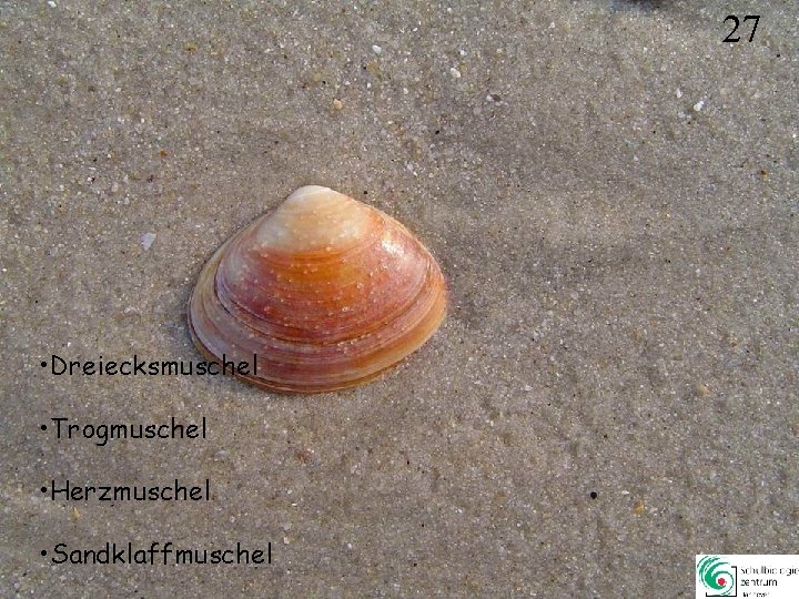27 • Dreiecksmuschel • Trogmuschel • Herzmuschel • Sandklaffmuschel 27 27 • Dreiecksmuschel • Trogmuschel • Herzmuschel • Sandklaffmuschel 27