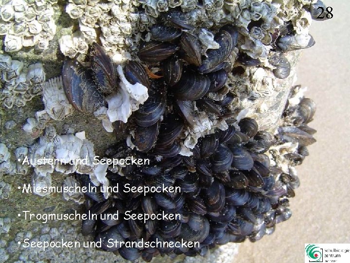 28 • Austern und Seepocken • Miesmuscheln und Seepocken • Trogmuscheln und Seepocken • 28 • Austern und Seepocken • Miesmuscheln und Seepocken • Trogmuscheln und Seepocken •