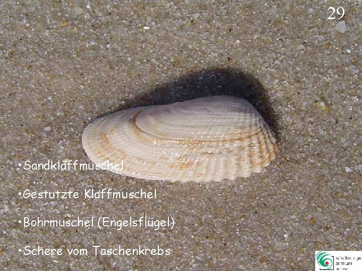 29 • Sandklaffmuschel • Gestutzte Klaffmuschel • Bohrmuschel (Engelsflügel) • Schere vom Taschenkrebs 29 29 • Sandklaffmuschel • Gestutzte Klaffmuschel • Bohrmuschel (Engelsflügel) • Schere vom Taschenkrebs 29