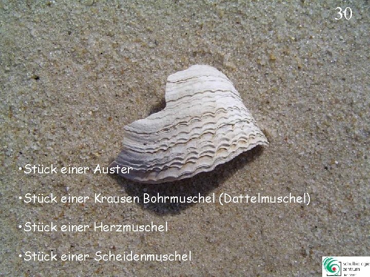30 • Stück einer Auster • Stück einer Krausen Bohrmuschel (Dattelmuschel) • Stück einer 30 • Stück einer Auster • Stück einer Krausen Bohrmuschel (Dattelmuschel) • Stück einer