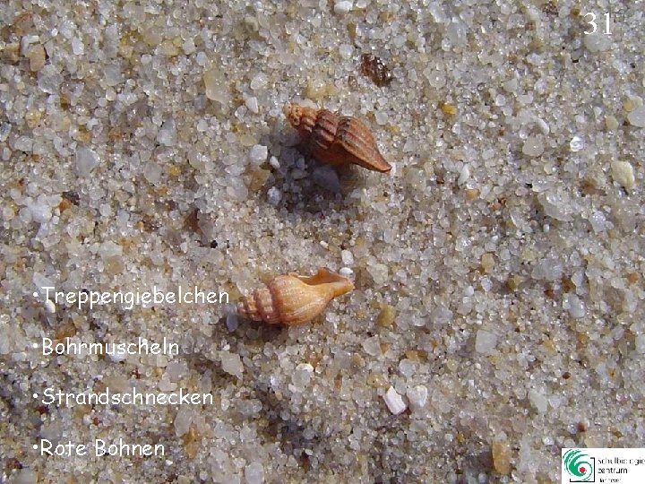 31 • Treppengiebelchen • Bohrmuscheln • Strandschnecken • Rote Bohnen 31 31 • Treppengiebelchen • Bohrmuscheln • Strandschnecken • Rote Bohnen 31