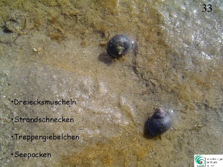 33 • Dreiecksmuscheln • Strandschnecken • Treppengiebelchen • Seepocken 33 33 • Dreiecksmuscheln • Strandschnecken • Treppengiebelchen • Seepocken 33