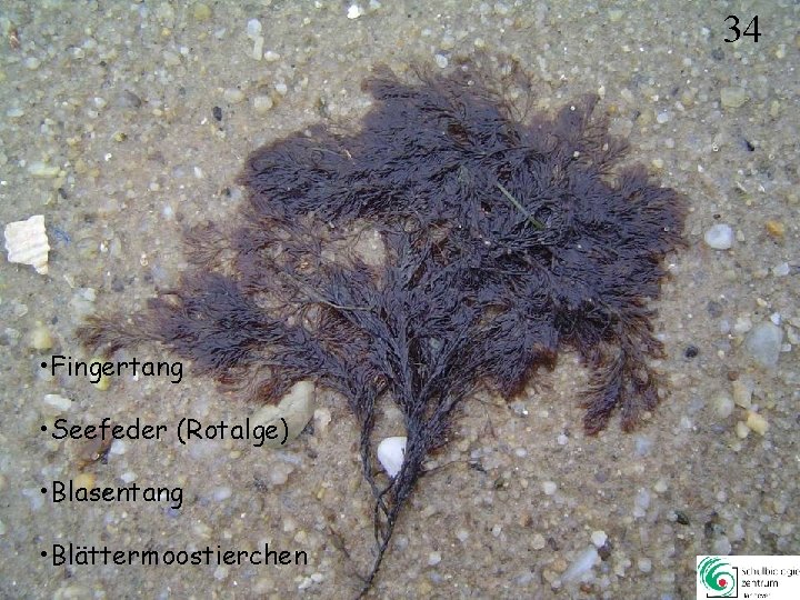 34 • Fingertang • Seefeder (Rotalge) • Blasentang • Blättermoostierchen 34 34 • Fingertang • Seefeder (Rotalge) • Blasentang • Blättermoostierchen 34