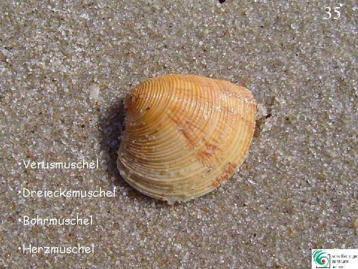 35 • Venusmuschel • Dreiecksmuschel • Bohrmuschel • Herzmuschel 35 35 • Venusmuschel • Dreiecksmuschel • Bohrmuschel • Herzmuschel 35