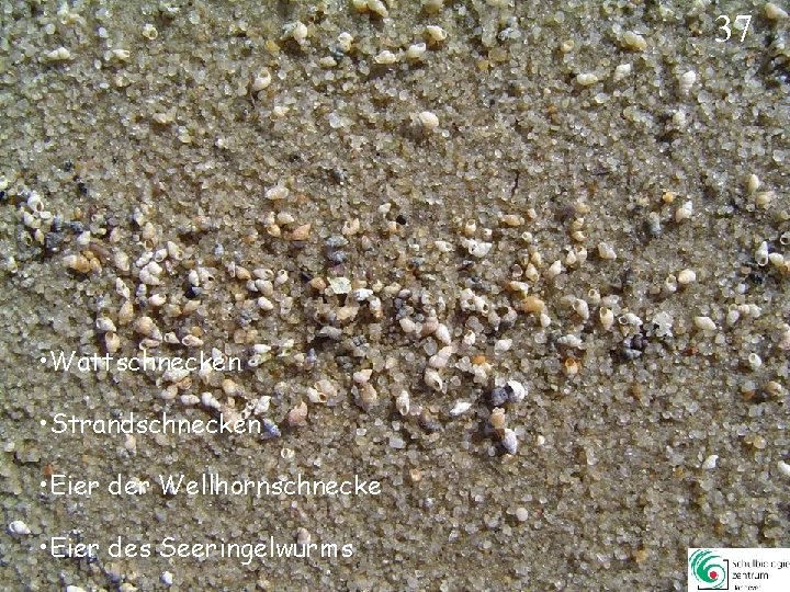 37 • Wattschnecken • Strandschnecken • Eier der Wellhornschnecke • Eier des Seeringelwurms 37 37 • Wattschnecken • Strandschnecken • Eier der Wellhornschnecke • Eier des Seeringelwurms 37