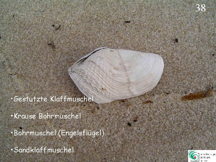 38 • Gestutzte Klaffmuschel • Krause Bohrmuschel • Bohrmuschel (Engelsflügel) • Sandklaffmuschel 38 38 • Gestutzte Klaffmuschel • Krause Bohrmuschel • Bohrmuschel (Engelsflügel) • Sandklaffmuschel 38
