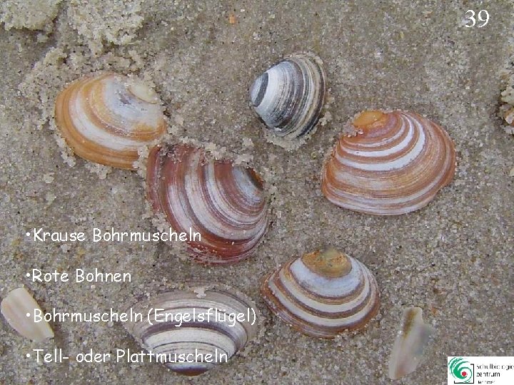 39 • Krause Bohrmuscheln • Rote Bohnen • Bohrmuscheln (Engelsflügel) • Tell- oder Plattmuscheln 39 • Krause Bohrmuscheln • Rote Bohnen • Bohrmuscheln (Engelsflügel) • Tell- oder Plattmuscheln