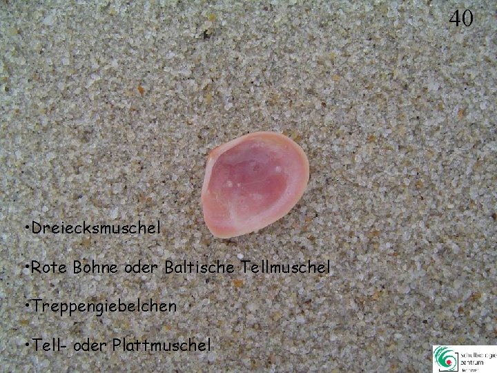 40 • Dreiecksmuschel • Rote Bohne oder Baltische Tellmuschel • Treppengiebelchen • Tell- oder 40 • Dreiecksmuschel • Rote Bohne oder Baltische Tellmuschel • Treppengiebelchen • Tell- oder