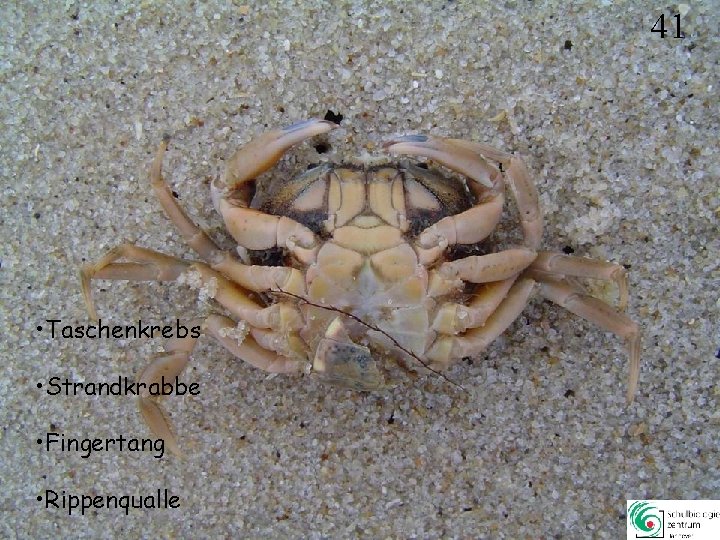 41 • Taschenkrebs • Strandkrabbe • Fingertang • Rippenqualle 41 41 • Taschenkrebs • Strandkrabbe • Fingertang • Rippenqualle 41