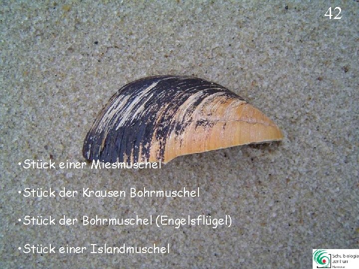 42 • Stück einer Miesmuschel • Stück der Krausen Bohrmuschel • Stück der Bohrmuschel 42 • Stück einer Miesmuschel • Stück der Krausen Bohrmuschel • Stück der Bohrmuschel