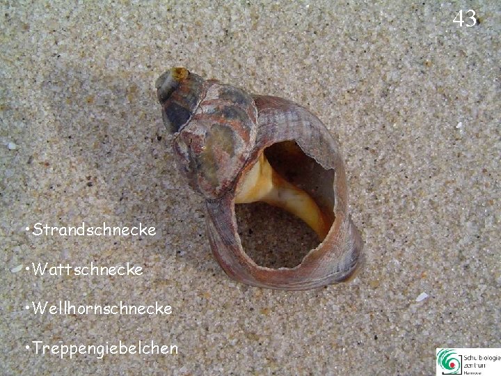43 • Strandschnecke • Wattschnecke • Wellhornschnecke • Treppengiebelchen 43 43 • Strandschnecke • Wattschnecke • Wellhornschnecke • Treppengiebelchen 43