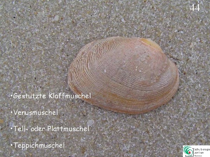 44 • Gestutzte Klaffmuschel • Venusmuschel • Tell- oder Plattmuschel • Teppichmuschel 44 44 • Gestutzte Klaffmuschel • Venusmuschel • Tell- oder Plattmuschel • Teppichmuschel 44
