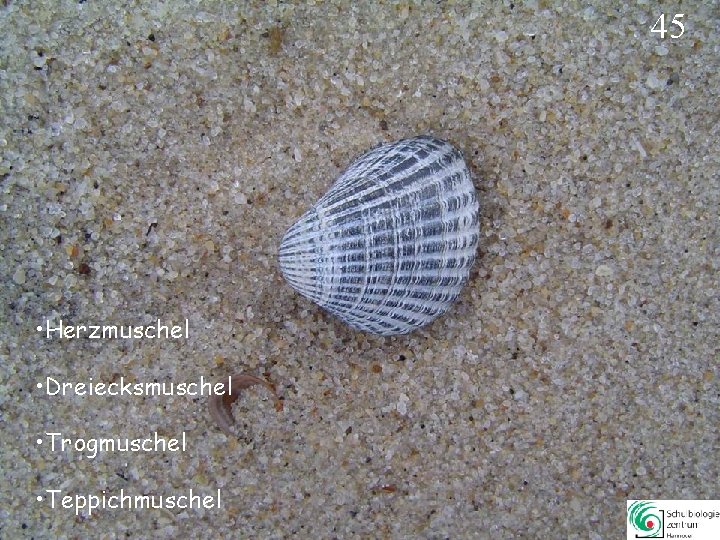 45 • Herzmuschel • Dreiecksmuschel • Trogmuschel • Teppichmuschel 45 45 • Herzmuschel • Dreiecksmuschel • Trogmuschel • Teppichmuschel 45