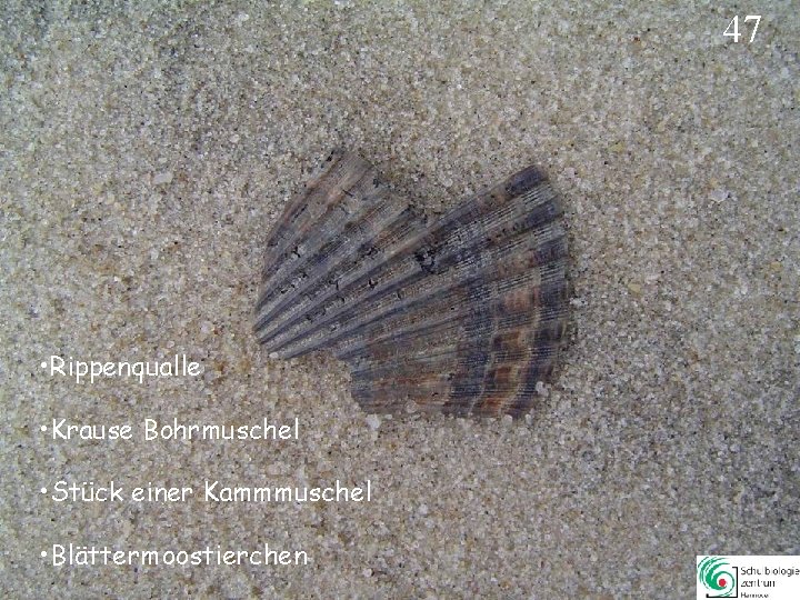 47 • Rippenqualle • Krause Bohrmuschel • Stück einer Kammmuschel • Blättermoostierchen 47 47 • Rippenqualle • Krause Bohrmuschel • Stück einer Kammmuschel • Blättermoostierchen 47