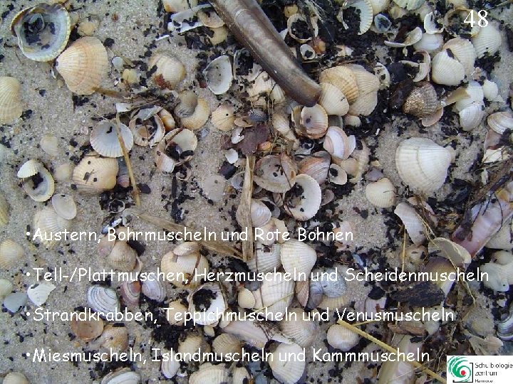48 • Austern, Bohrmuscheln und Rote Bohnen • Tell-/Plattmuschen, Herzmuscheln und Scheidenmuscheln • Strandkrabben, 48 • Austern, Bohrmuscheln und Rote Bohnen • Tell-/Plattmuschen, Herzmuscheln und Scheidenmuscheln • Strandkrabben,