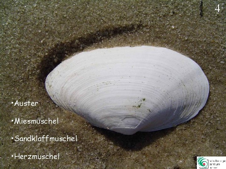 4 • Auster • Miesmuschel • Sandklaffmuschel • Herzmuschel 4 4 • Auster • Miesmuschel • Sandklaffmuschel • Herzmuschel 4