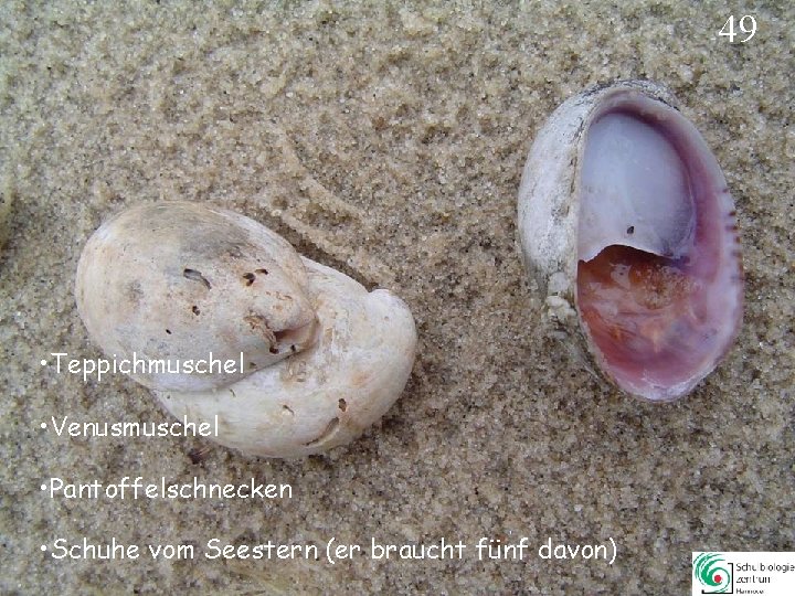 49 • Teppichmuschel • Venusmuschel • Pantoffelschnecken • Schuhe vom Seestern (er braucht fünf 49 • Teppichmuschel • Venusmuschel • Pantoffelschnecken • Schuhe vom Seestern (er braucht fünf
