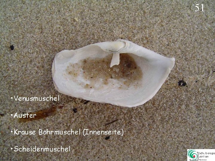 51 • Venusmuschel • Auster • Krause Bohrmuschel (Innenseite) • Scheidenmuschel 51 51 • Venusmuschel • Auster • Krause Bohrmuschel (Innenseite) • Scheidenmuschel 51
