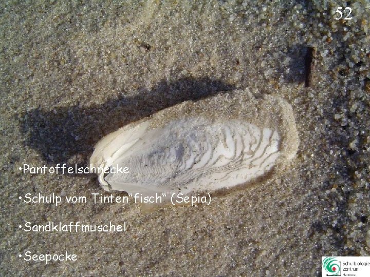 52 • Pantoffelschnecke • Schulp vom Tinten“fisch“ (Sepia) • Sandklaffmuschel • Seepocke 52 52 • Pantoffelschnecke • Schulp vom Tinten“fisch“ (Sepia) • Sandklaffmuschel • Seepocke 52