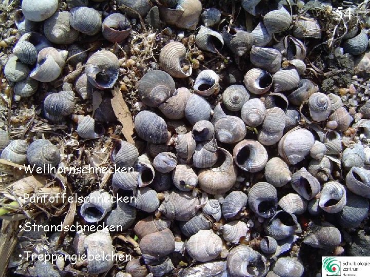 54 • Wellhornschnecken • Pantoffelschnecken • Strandschnecken • Treppengiebelchen 54 54 • Wellhornschnecken • Pantoffelschnecken • Strandschnecken • Treppengiebelchen 54