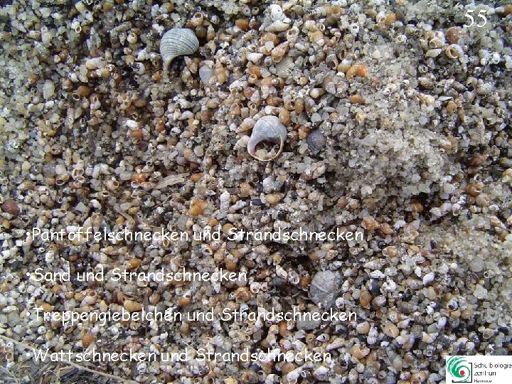 55 • Pantoffelschnecken und Strandschnecken • Sand und Strandschnecken • Treppengiebelchen und Strandschnecken • 55 • Pantoffelschnecken und Strandschnecken • Sand und Strandschnecken • Treppengiebelchen und Strandschnecken •