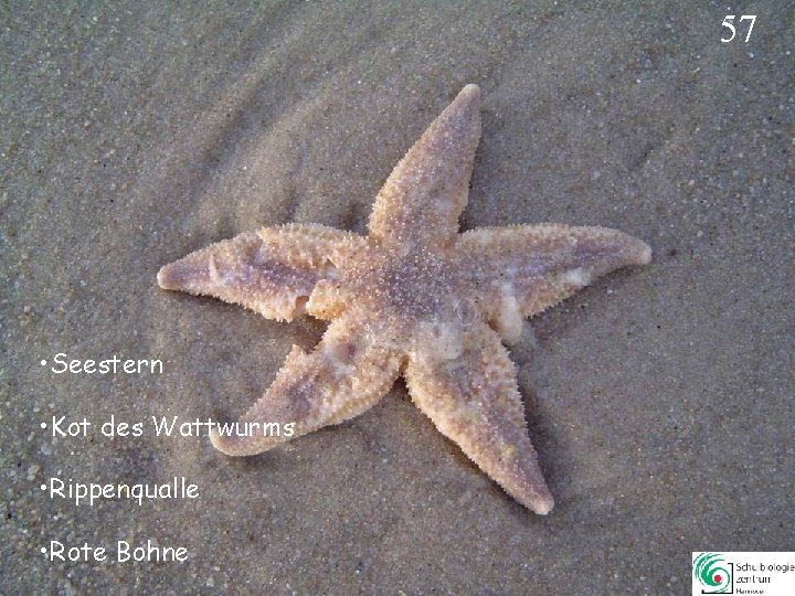 57 • Seestern • Kot des Wattwurms • Rippenqualle • Rote Bohne 57 57 • Seestern • Kot des Wattwurms • Rippenqualle • Rote Bohne 57