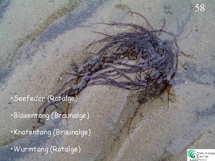 58 • Seefeder (Rotalge) • Blasentang (Braunalge) • Knotentang (Braunalge) • Wurmtang (Rotalge) 58 58 • Seefeder (Rotalge) • Blasentang (Braunalge) • Knotentang (Braunalge) • Wurmtang (Rotalge) 58