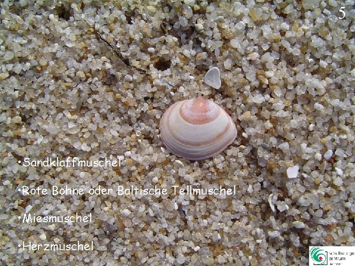 5 • Sandklaffmuschel • Rote Bohne oder Baltische Tellmuschel • Miesmuschel • Herzmuschel 5 5 • Sandklaffmuschel • Rote Bohne oder Baltische Tellmuschel • Miesmuschel • Herzmuschel 5