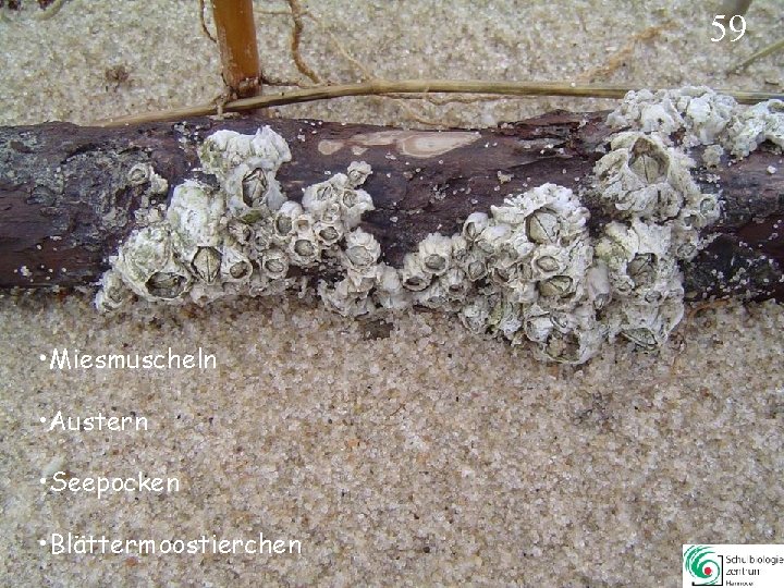 59 • Miesmuscheln • Austern • Seepocken • Blättermoostierchen 59 59 • Miesmuscheln • Austern • Seepocken • Blättermoostierchen 59