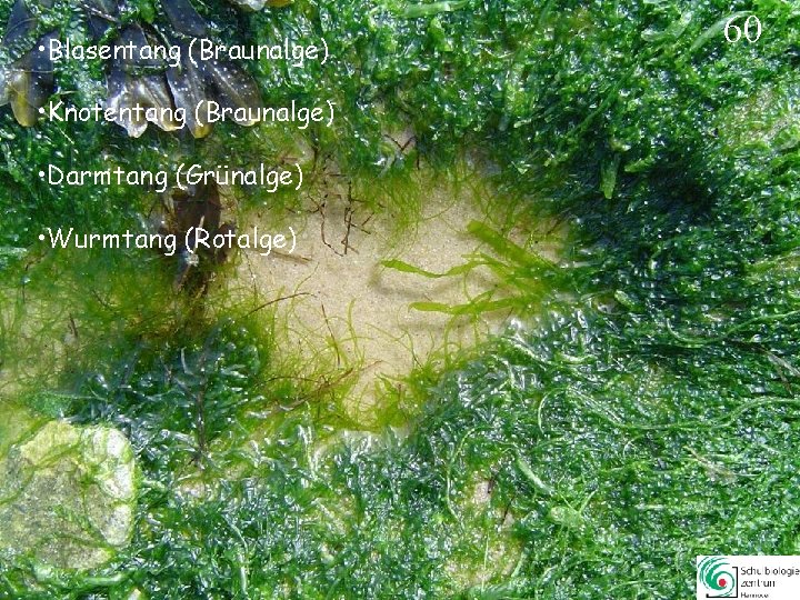 • Blasentang (Braunalge) 60 • Knotentang (Braunalge) • Darmtang (Grünalge) • Wurmtang (Rotalge) • Blasentang (Braunalge) 60 • Knotentang (Braunalge) • Darmtang (Grünalge) • Wurmtang (Rotalge)