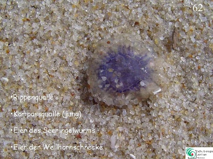 62 • Rippenqualle • Kompassqualle (jung) • Eier des Seeringelwurms • Eier der Wellhornschnecke 62 • Rippenqualle • Kompassqualle (jung) • Eier des Seeringelwurms • Eier der Wellhornschnecke