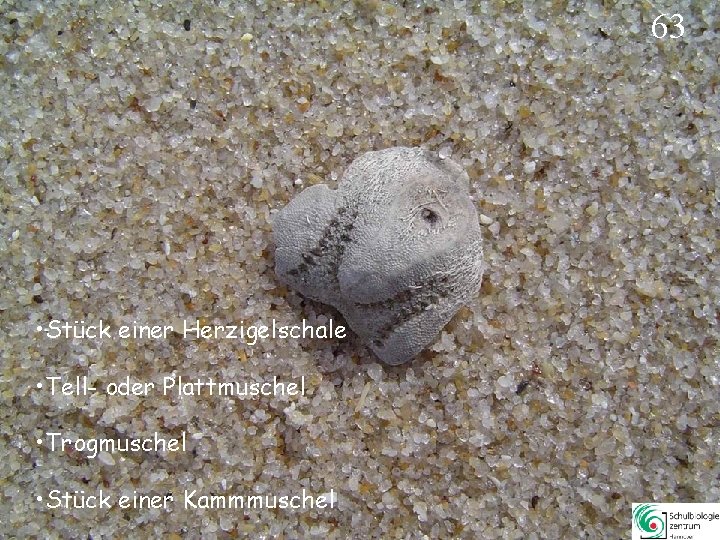 63 • Stück einer Herzigelschale • Tell- oder Plattmuschel • Trogmuschel • Stück einer 63 • Stück einer Herzigelschale • Tell- oder Plattmuschel • Trogmuschel • Stück einer