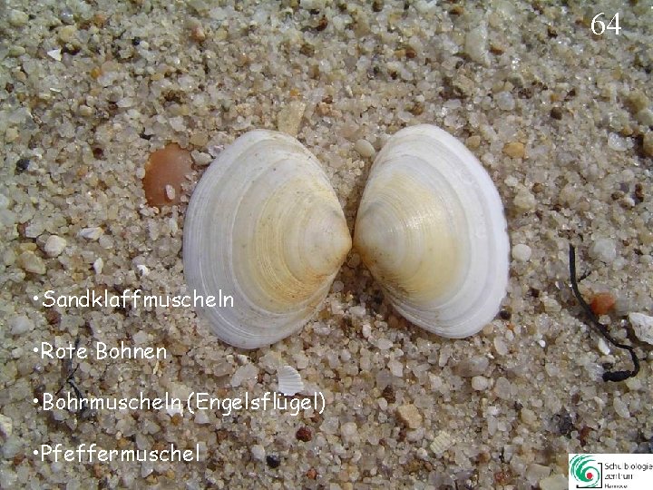 64 • Sandklaffmuscheln • Rote Bohnen • Bohrmuscheln (Engelsflügel) • Pfeffermuschel 64 64 • Sandklaffmuscheln • Rote Bohnen • Bohrmuscheln (Engelsflügel) • Pfeffermuschel 64