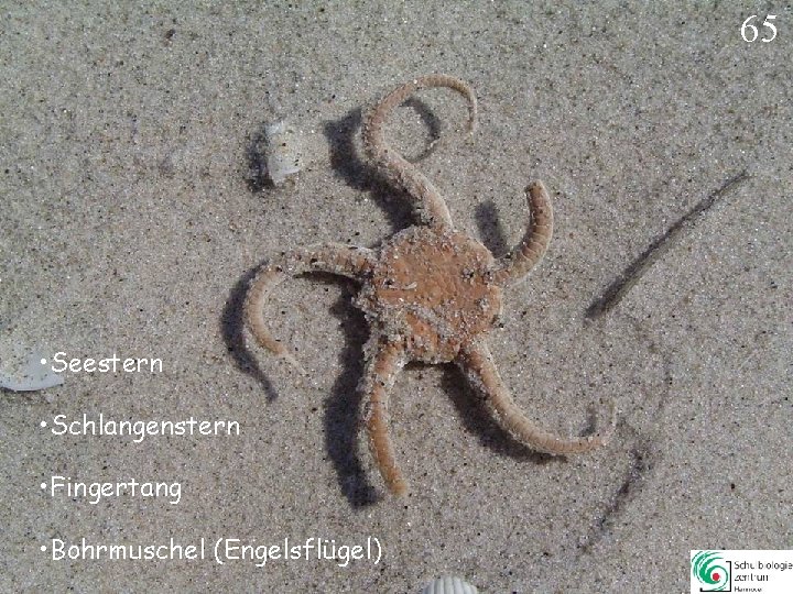 65 • Seestern • Schlangenstern • Fingertang • Bohrmuschel (Engelsflügel) 65 65 • Seestern • Schlangenstern • Fingertang • Bohrmuschel (Engelsflügel) 65
