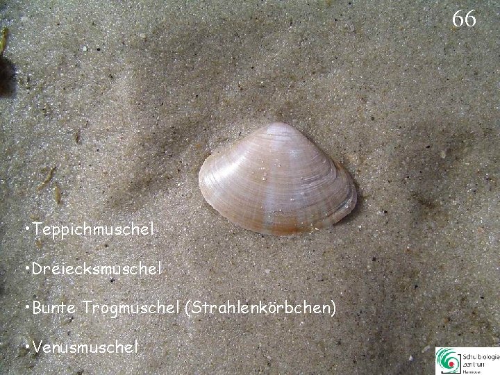 66 • Teppichmuschel • Dreiecksmuschel • Bunte Trogmuschel (Strahlenkörbchen) • Venusmuschel 66 66 • Teppichmuschel • Dreiecksmuschel • Bunte Trogmuschel (Strahlenkörbchen) • Venusmuschel 66