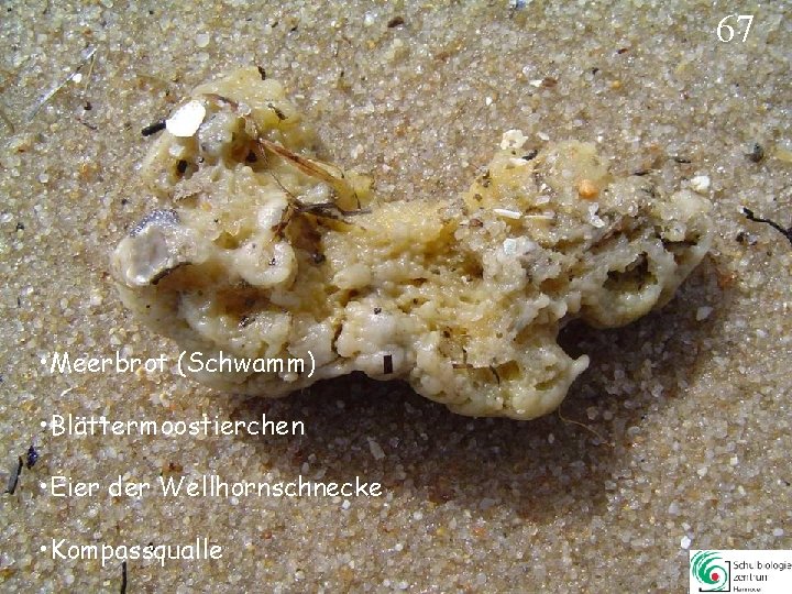 67 • Meerbrot (Schwamm) • Blättermoostierchen • Eier der Wellhornschnecke • Kompassqualle 67 67 • Meerbrot (Schwamm) • Blättermoostierchen • Eier der Wellhornschnecke • Kompassqualle 67