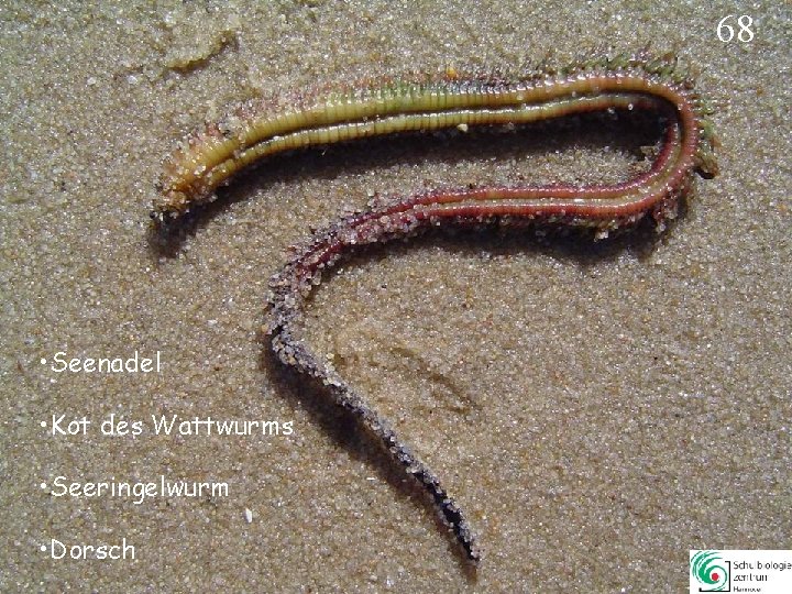 68 • Seenadel • Kot des Wattwurms • Seeringelwurm • Dorsch 68 68 • Seenadel • Kot des Wattwurms • Seeringelwurm • Dorsch 68