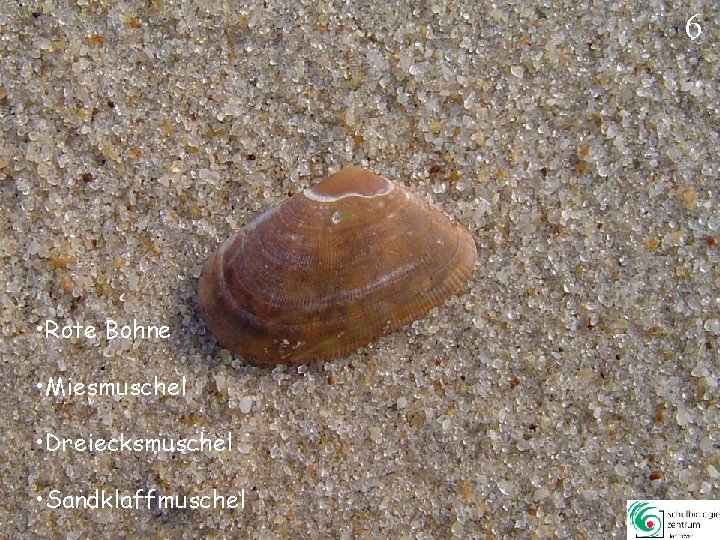 6 • Rote Bohne • Miesmuschel • Dreiecksmuschel • Sandklaffmuschel 6 6 • Rote Bohne • Miesmuschel • Dreiecksmuschel • Sandklaffmuschel 6