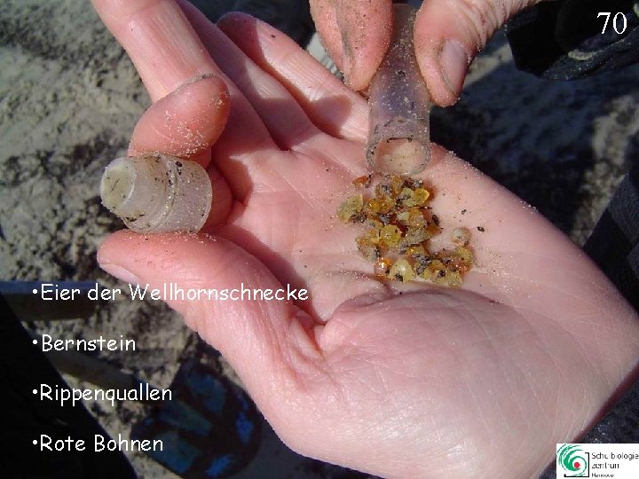 70 • Eier der Wellhornschnecke • Bernstein • Rippenquallen • Rote Bohnen 70 70 • Eier der Wellhornschnecke • Bernstein • Rippenquallen • Rote Bohnen 70