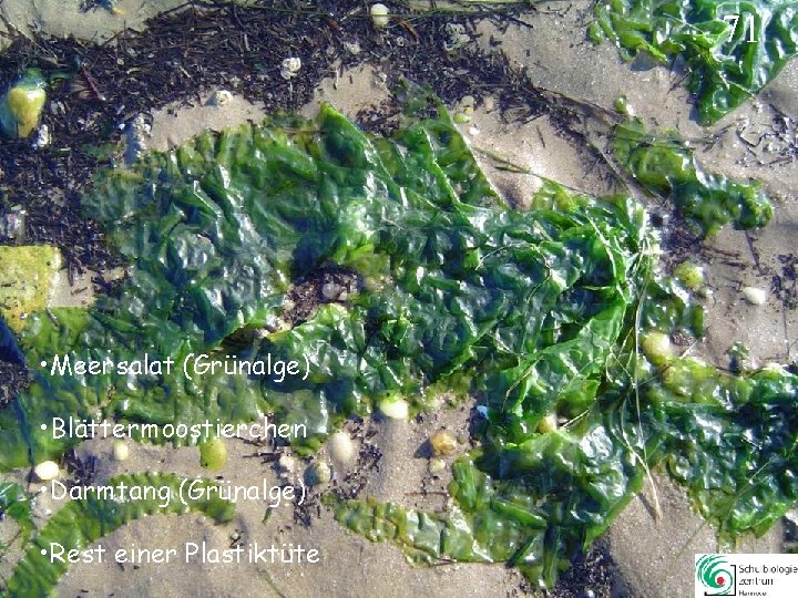 71 • Meersalat (Grünalge) • Blättermoostierchen • Darmtang (Grünalge) • Rest einer Plastiktüte 71 71 • Meersalat (Grünalge) • Blättermoostierchen • Darmtang (Grünalge) • Rest einer Plastiktüte 71