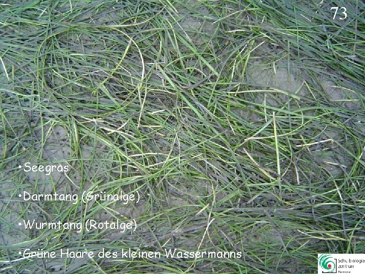 73 • Seegras • Darmtang (Grünalge) • Wurmtang (Rotalge) • Grüne Haare des kleinen 73 • Seegras • Darmtang (Grünalge) • Wurmtang (Rotalge) • Grüne Haare des kleinen