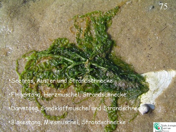 75 • Seegras, Auster und Strandschnecke • Fingertang, Herzmuschel, Strandschnecke • Darmtang, Sandklaffmuschel und 75 • Seegras, Auster und Strandschnecke • Fingertang, Herzmuschel, Strandschnecke • Darmtang, Sandklaffmuschel und