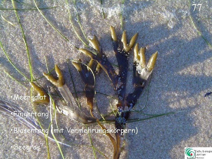 77 • Meersalat • Fingertang • Blasentang (mit Vermehrungskörpern) • Seegras 77 77 • Meersalat • Fingertang • Blasentang (mit Vermehrungskörpern) • Seegras 77